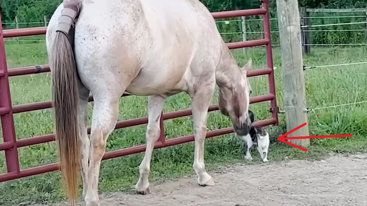 Horses help rescue a stray kitten.