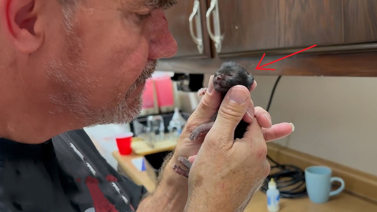 This newborn kitten was the size of a thumb