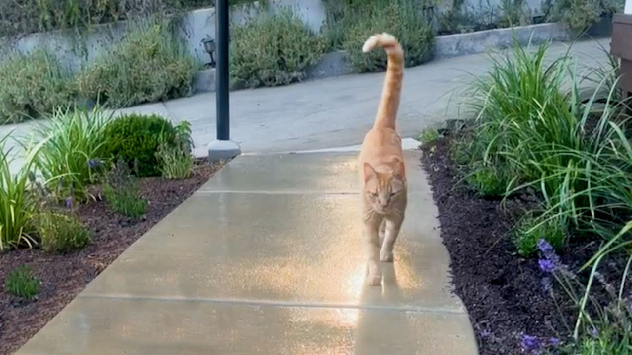 Adorable orange cat starts visiting this little girl every day