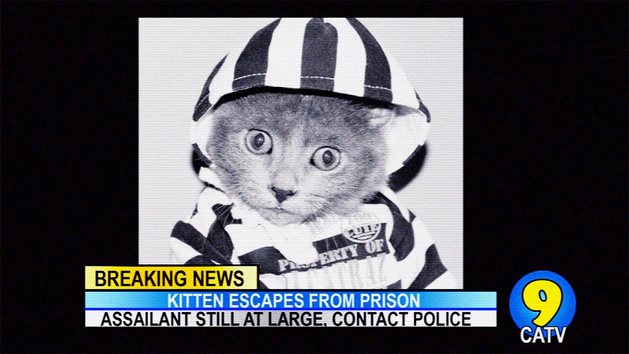 Cute Kitten Convict Escapes From Prison