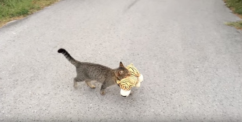 This Cat Went To The Neighbours To Borrow A Tiger Plush Toy
