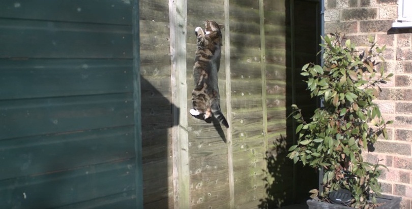 Gravity Defying Cat