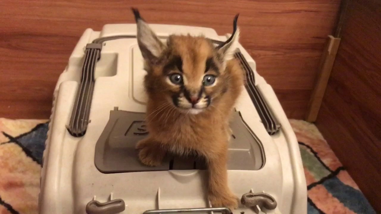 Caracal Cat Screams for Food