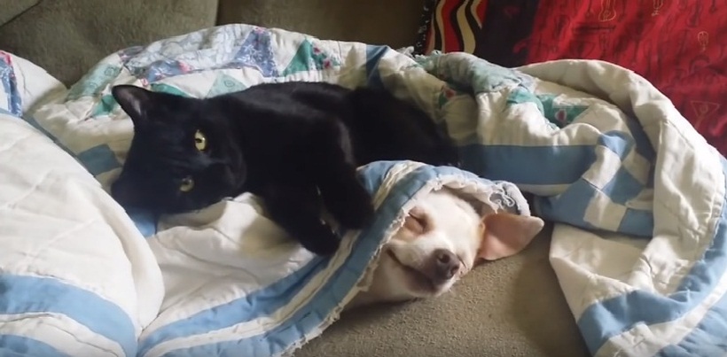 Funny Cute Cat And Dog Playing