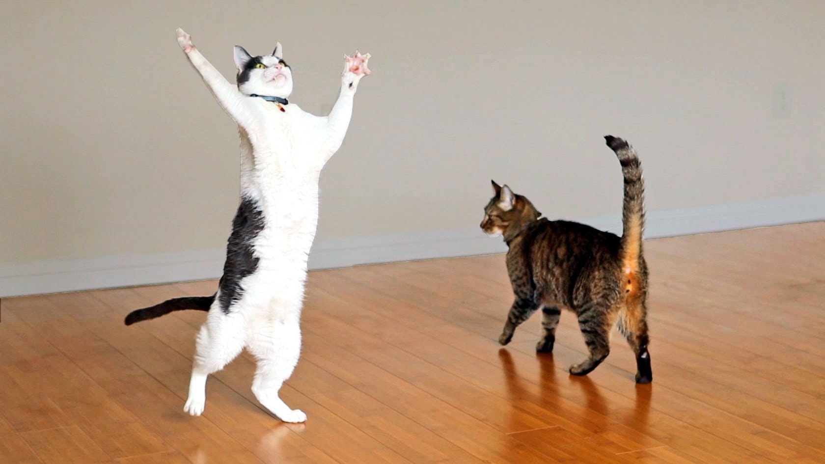 Kitties Dance with Ceiling Fan