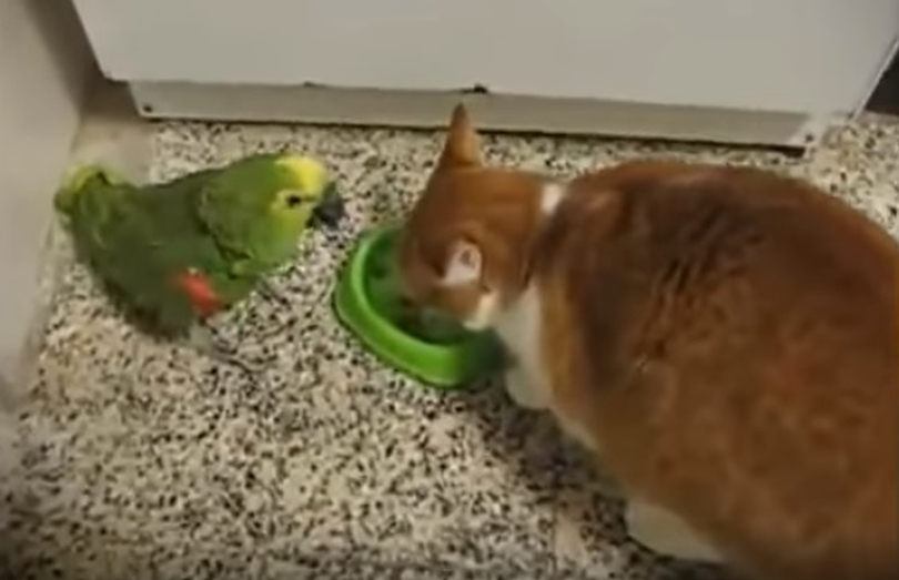 Parrot Enjoys Annoying Cat