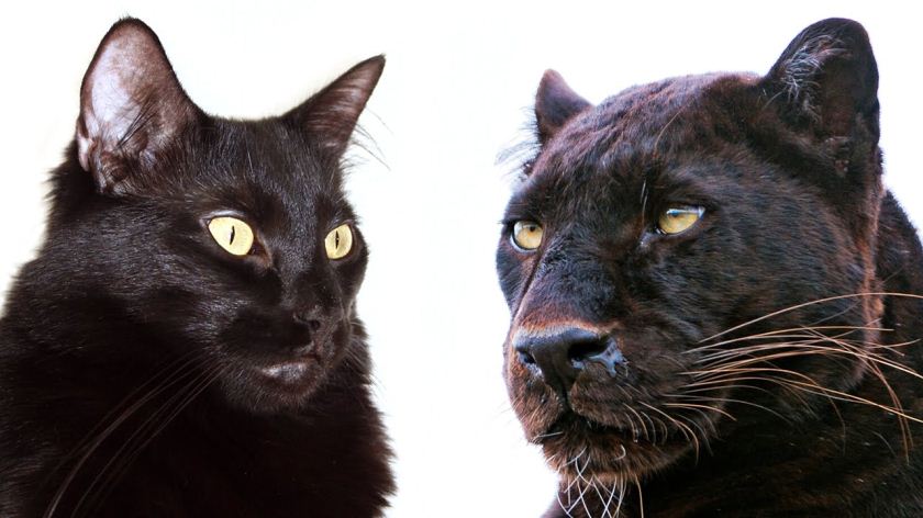 10 Ways Domestic Cats and Big Cats Are Similar