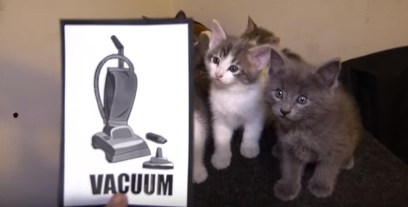 Talking Kitty Cat - Kittens Vs Vacuum