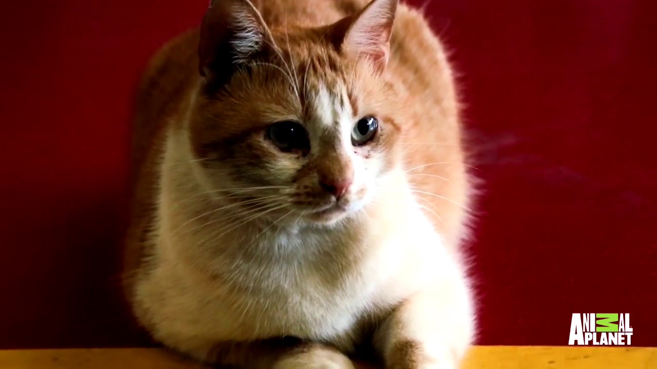 Meet Flame, the Firehouse Cat!