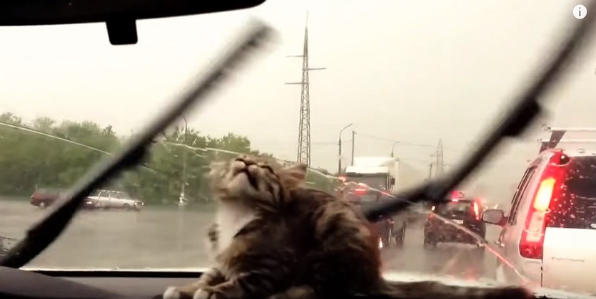 Cats vs. Windshield Wipers Compilation