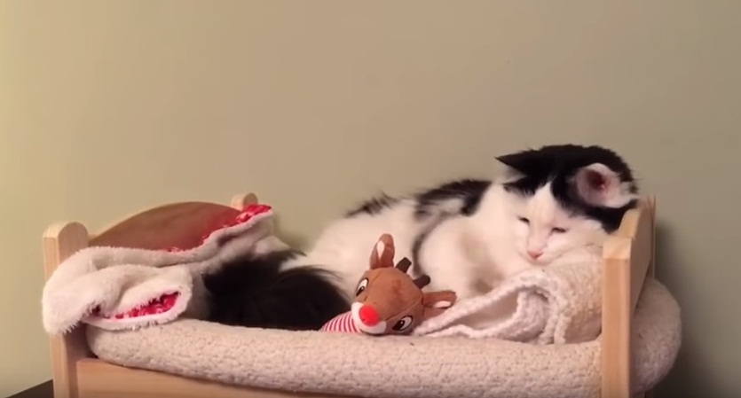 Cat Puts Herself To Sleep in Tiny Human Bed