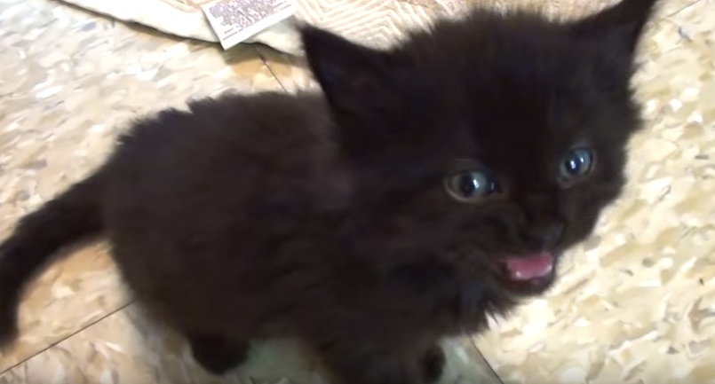 Tiny Kitten Meowing
