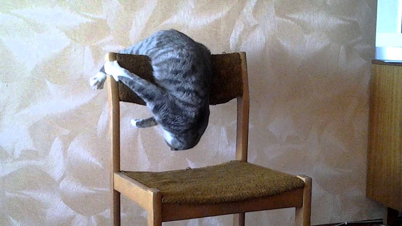 Cat Attacks Chair