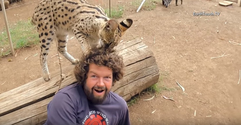 Wild Cat Loves Cameraman's Hair