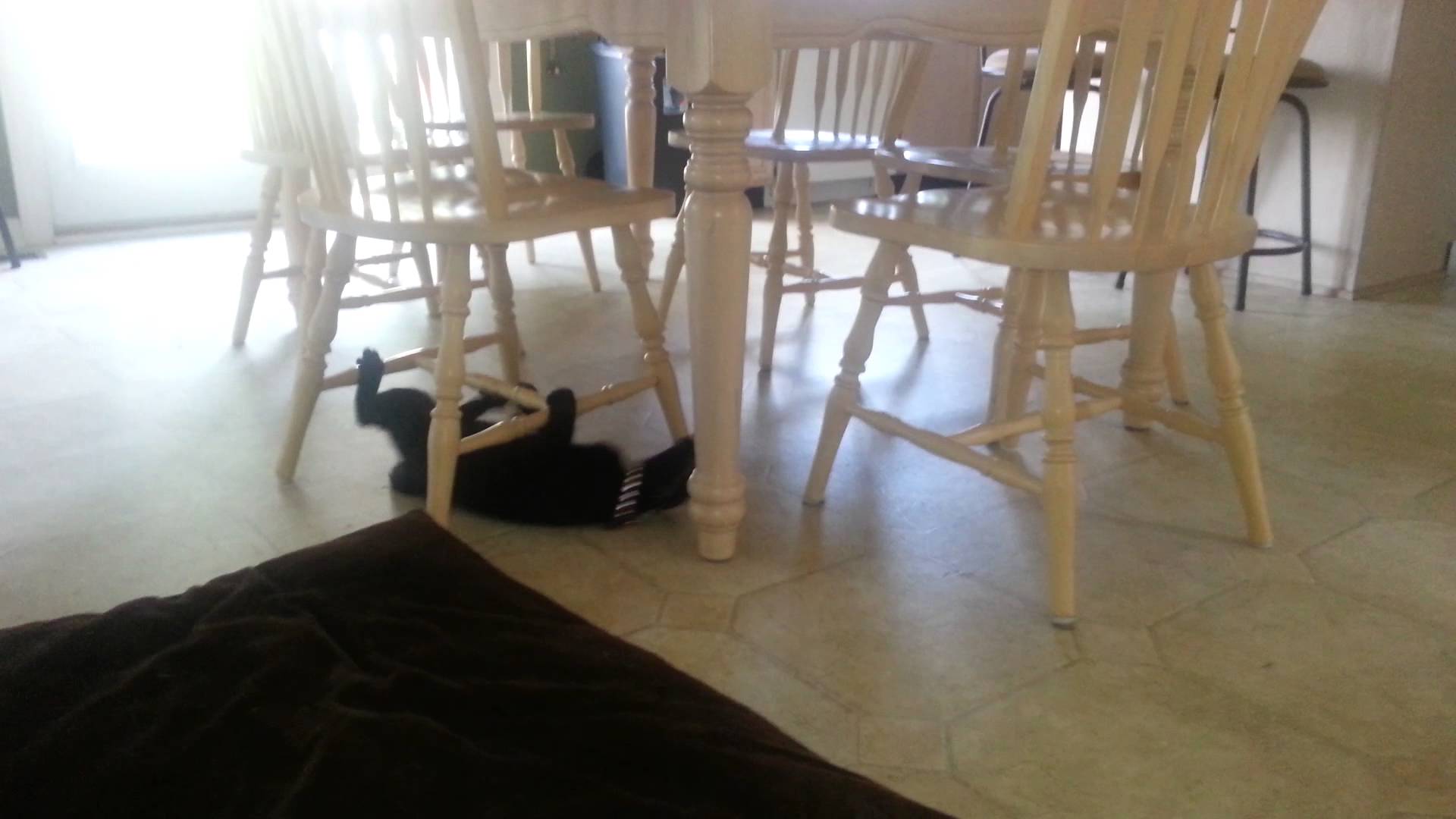 Cat drags itself around underneath table