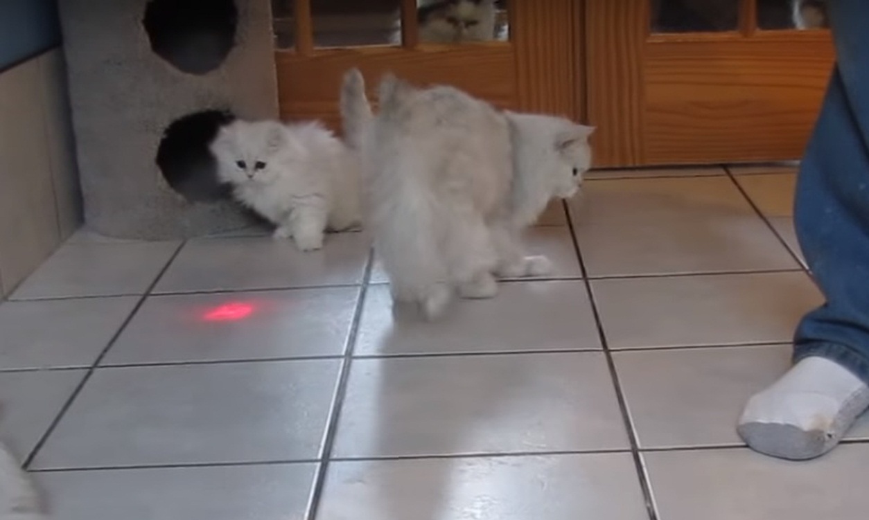 Fluffy cats chasing a laser pointer