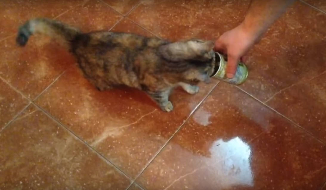 Cat goes crazy when smells olives