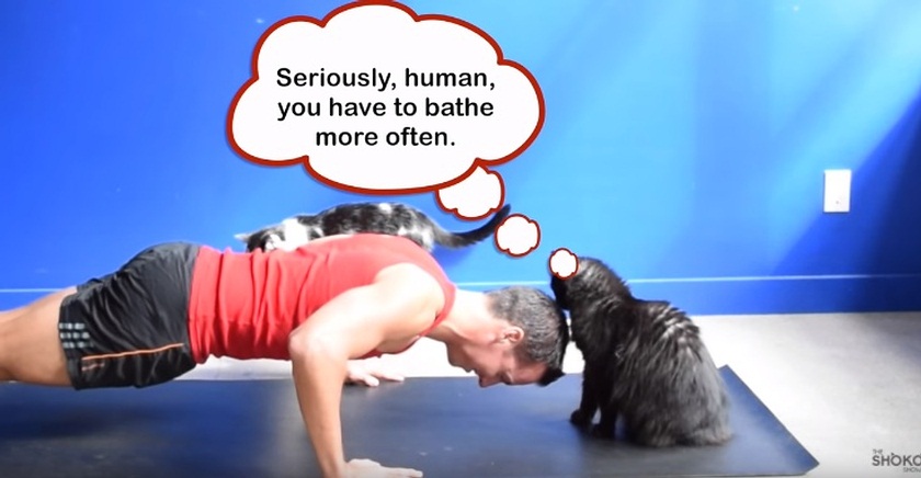 What Cats Think When You Exercise