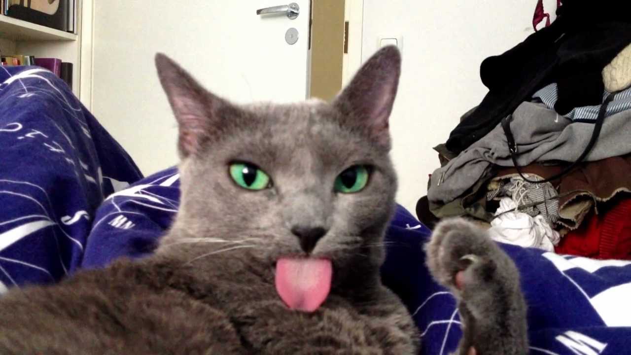 Cat forgets her tongue out