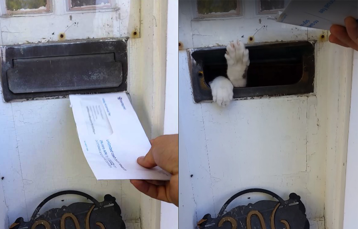 Cat attacks mail!