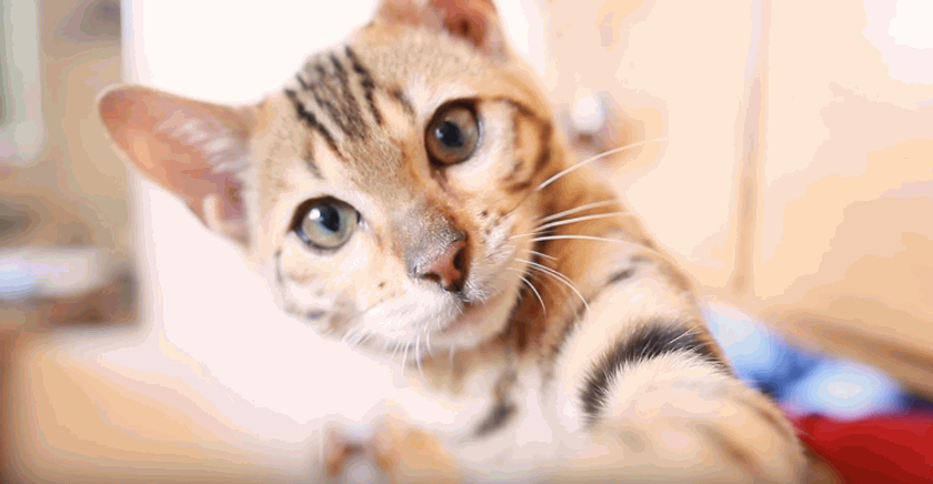 Benji The Cat [Kitten Montage!]