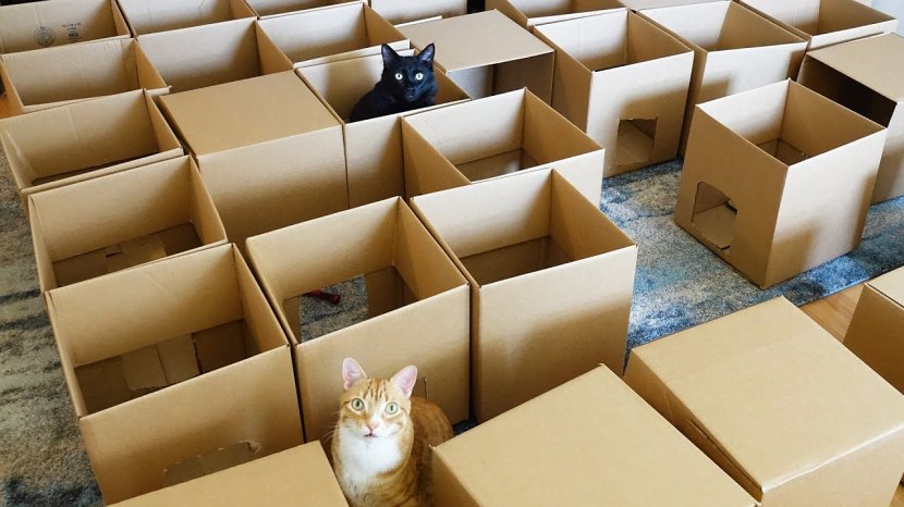 AMEOW-ZING 50 Box Cat Maze!