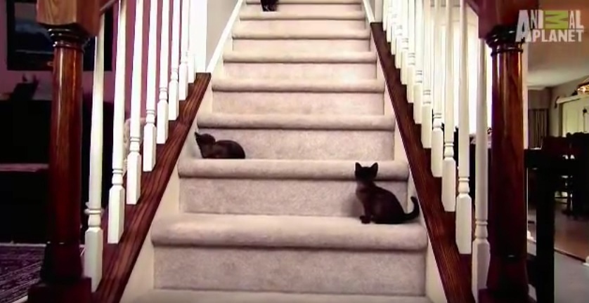 Baby Kittens Face Staircase