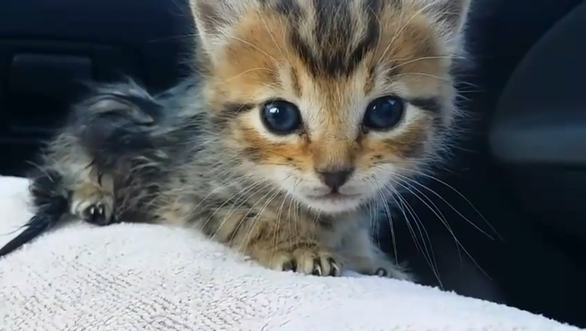 Saving an abandoned kitten