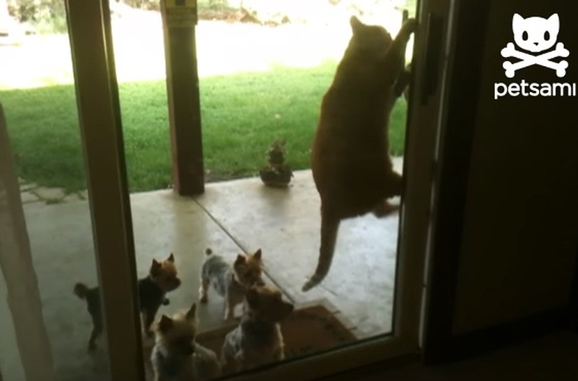 Cat Opens Door For Puppies