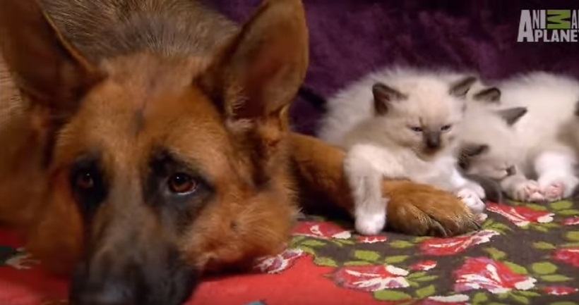 Kittens Befriend German Shepherd