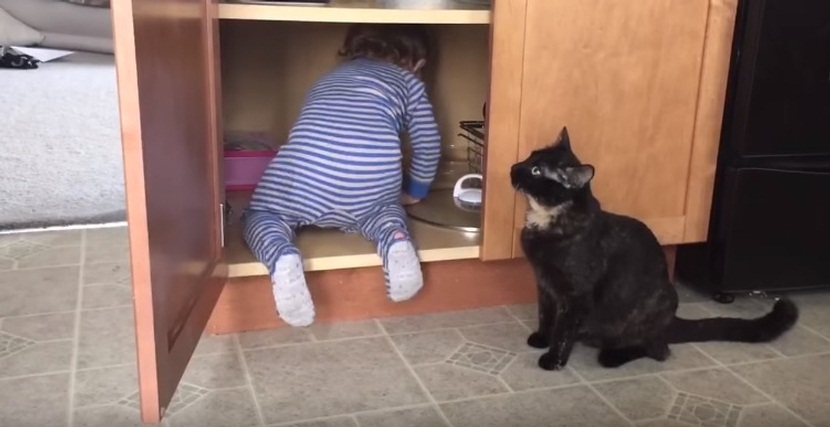 Funny Cat Closing Cabinet Door On Kid