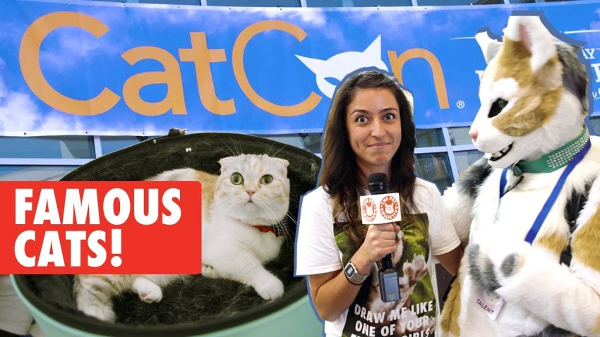 The Pet Collective Goes To CatCon 2017