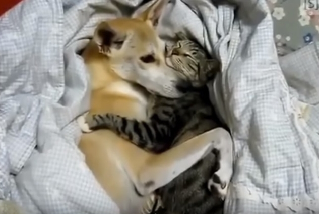 Cute Cat And Dogs Compilation
