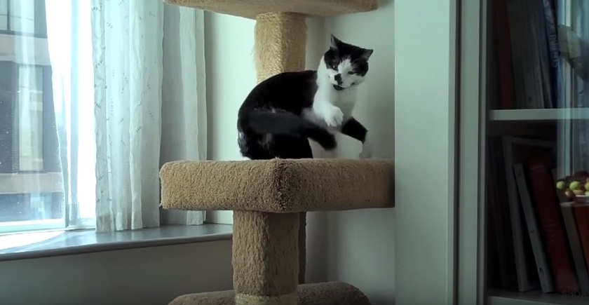 Extremely Energetic Cat Will Brighten Your Day