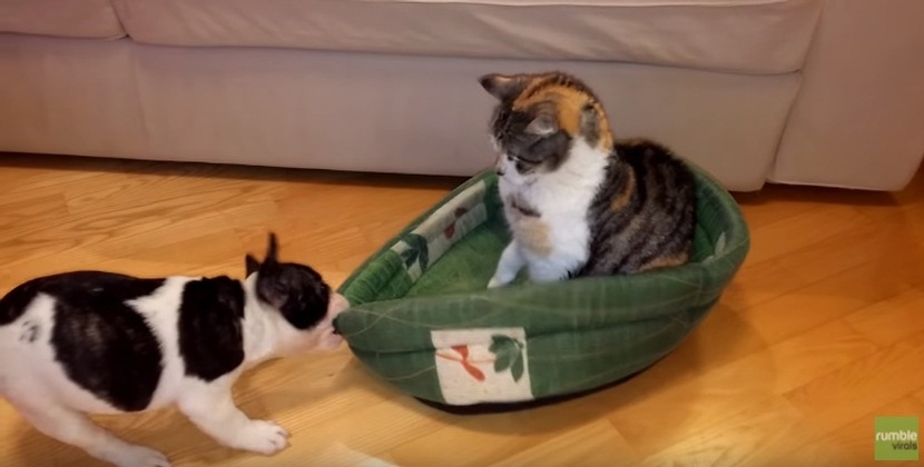 Puppy Attempts To Reclaim Bed From Cat