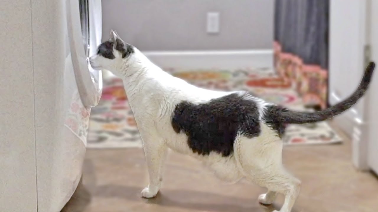 Cat Scared By Washing Machine