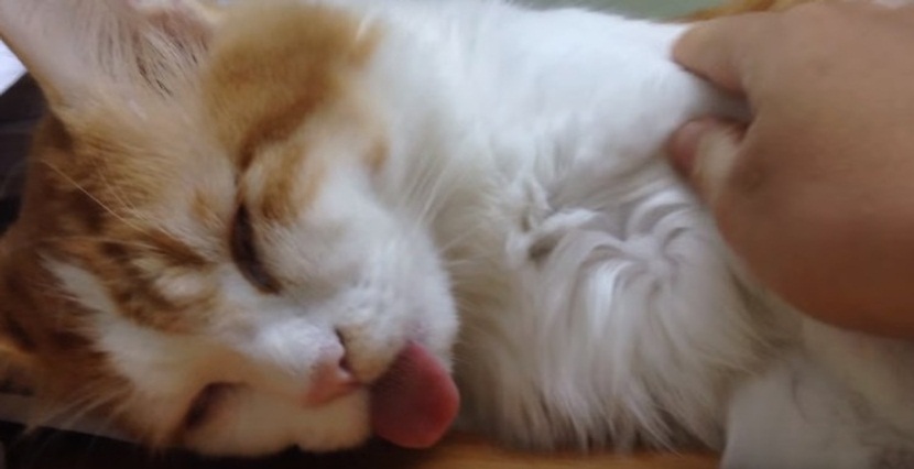 Cat Sleeping WIth Tongue Out
