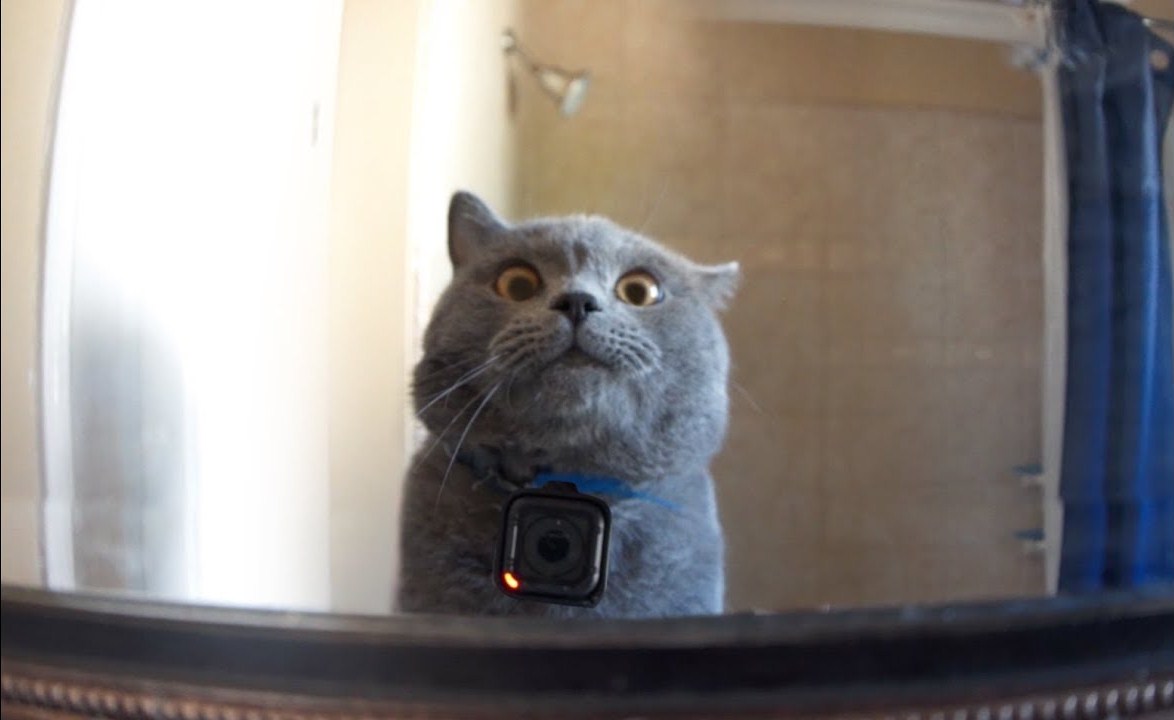 GoPro on a Cat Left Home Alone