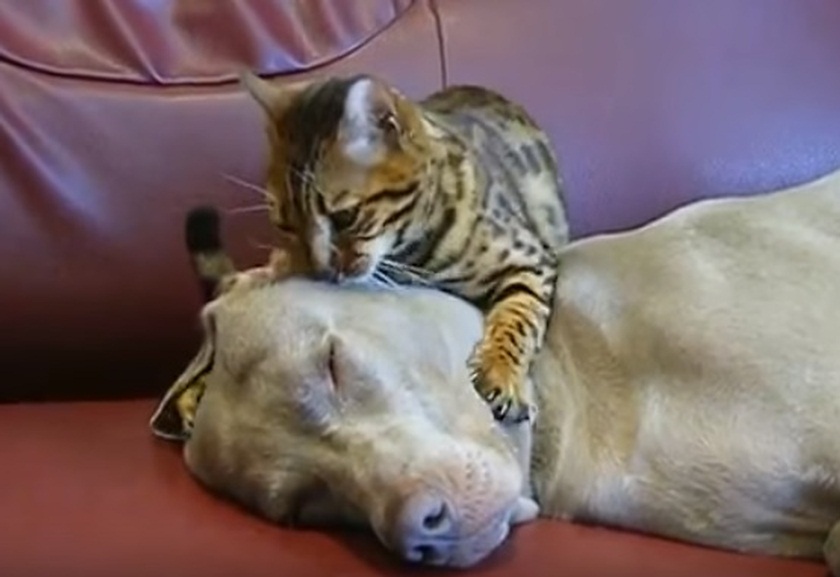 Cat Gives A Dog Hypnotherapy