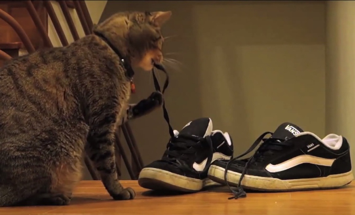 Kitty playing with shoe laces