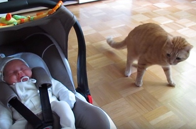 Cat Meets Baby First Time