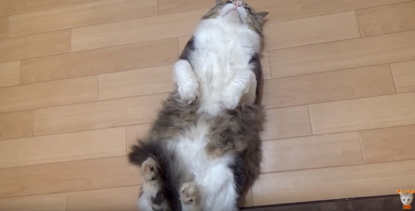 Funny Cat Pose