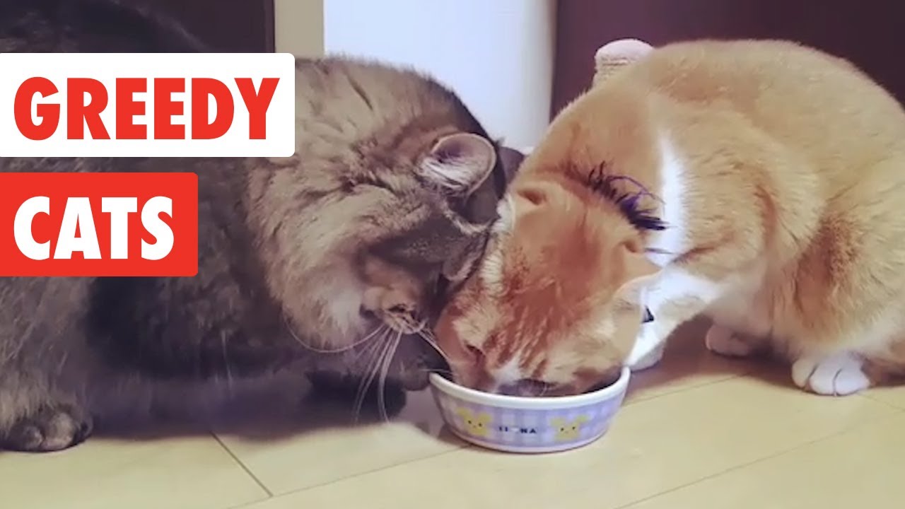 Greedy Cats | Funny Cat Video Compilation