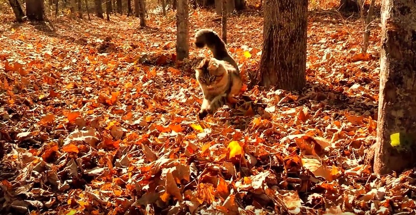 Maine Coon Cat Playing In Autumn Leaves
