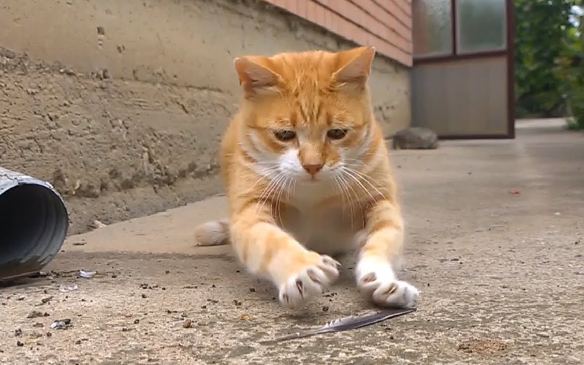 Munchkin Cat vs Feather