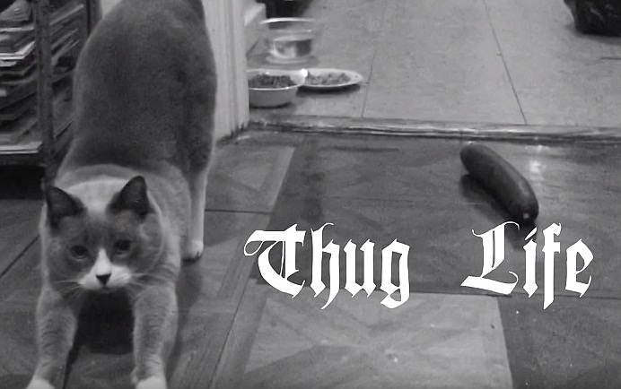 Thug Life Cat Vs Cucumber