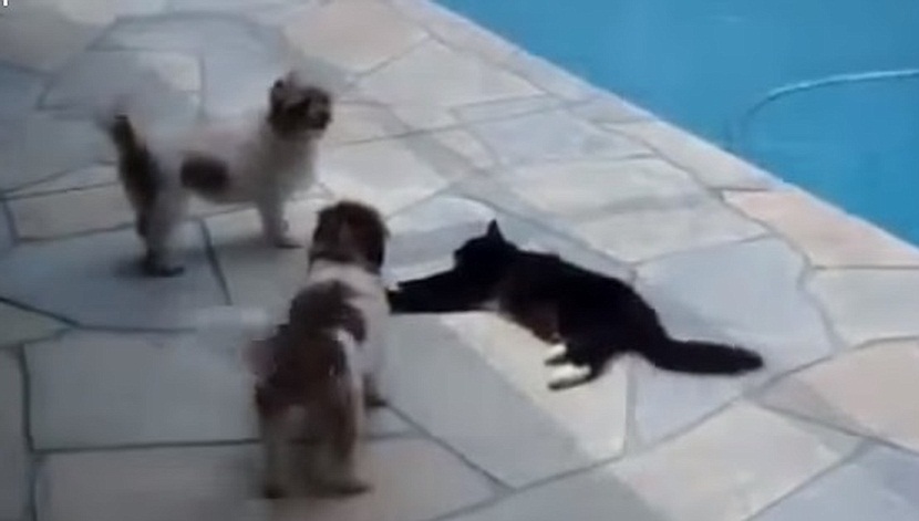 Cat Pushes Dog The Pool - The Translation