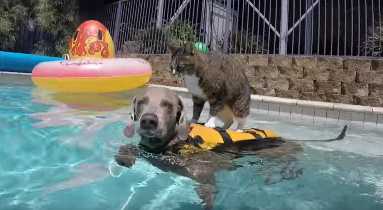 CAT Surfing on Swimming DOG