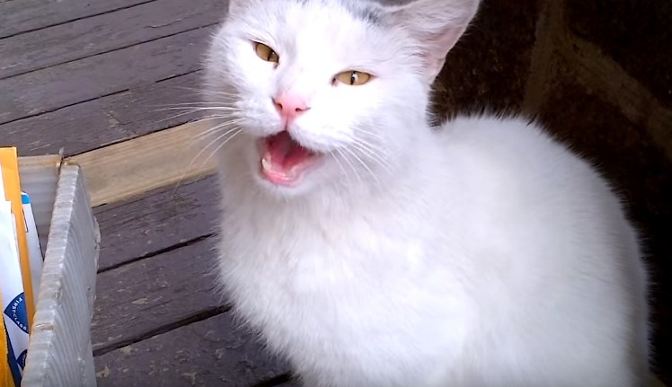 Beautiful White Cat Meowing