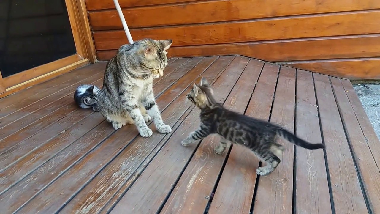 Mom cat cleaning her kitten by force